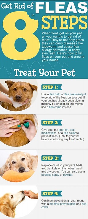 How to Get rid of Fleas?